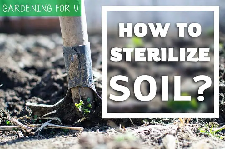 How to sterilize soil?