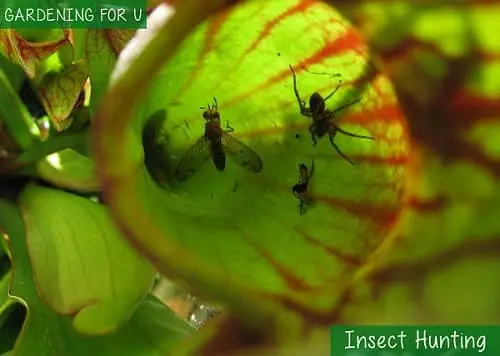 Insect Hunting Pitcher plant