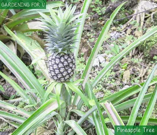 Pineapple Tree