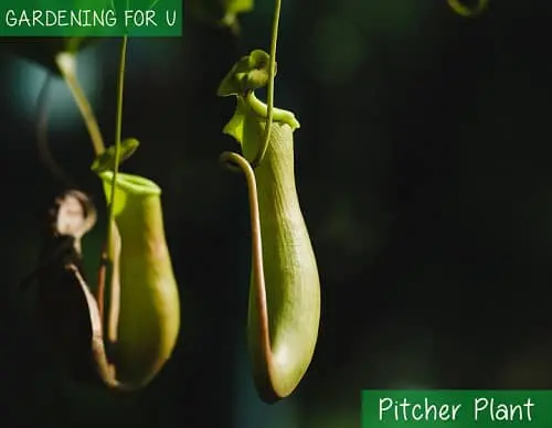 Pitcher Plant