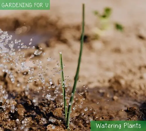 Watering plants