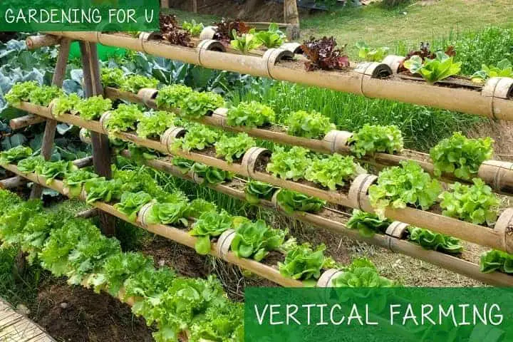 Vertical Farming