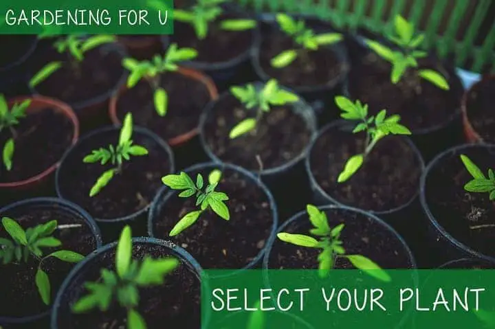 Select Plant for Vertical Vegetable Garden Frame