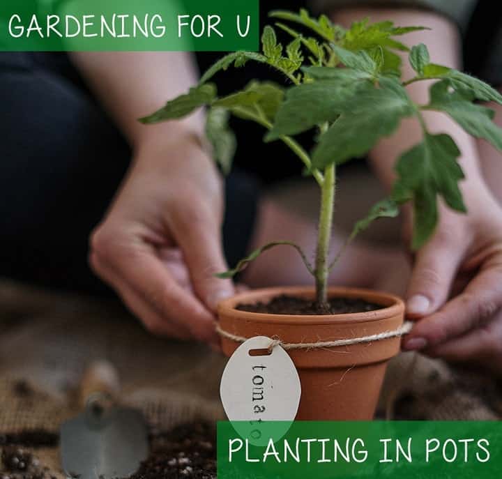 Planting in Pots for Vertical Vegetable Garden Frame