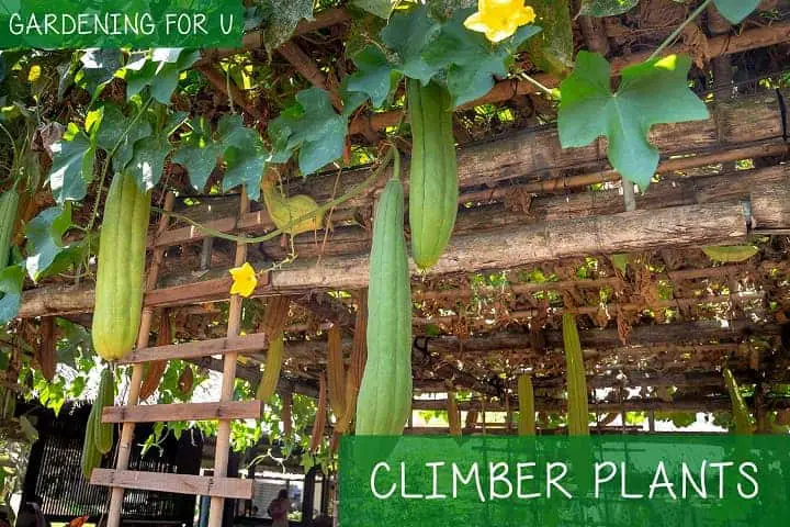 Climber Plants