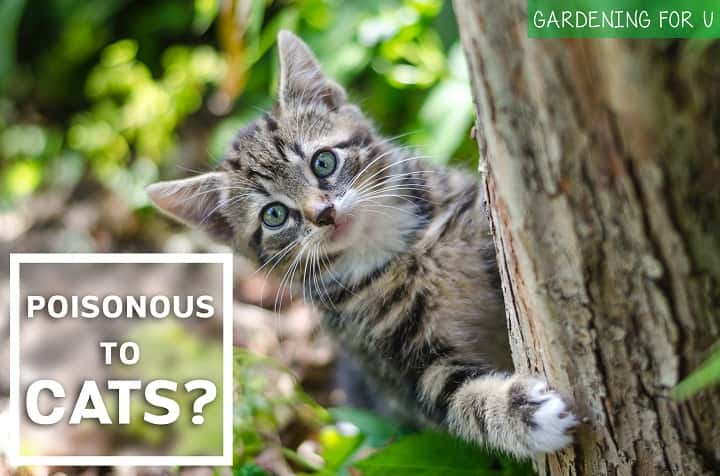 Are Orchids Poisonous to Cats