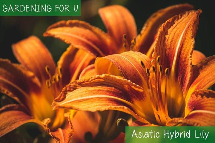 Asiatic hybrids