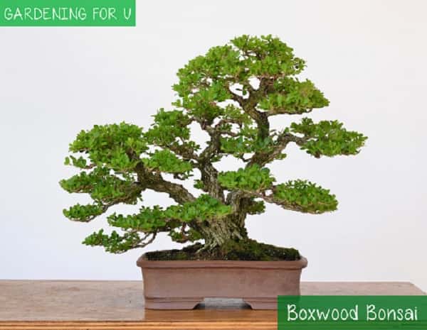 Boxwood Bonsai Tree