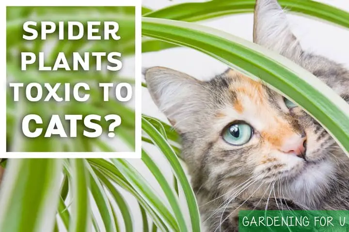 Are spider plants toxic to cats