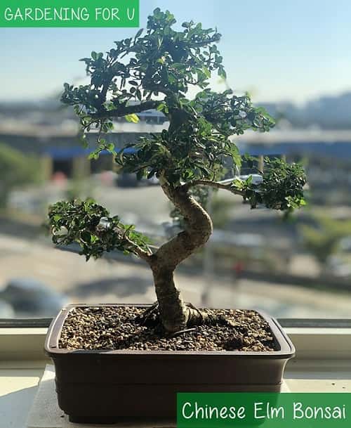 Chinese Elm Bonsa Tree