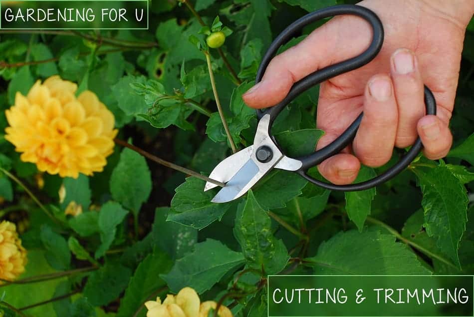 Cutting and trimming