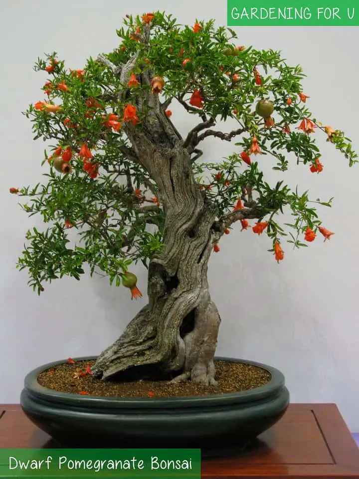 Dwarf Pomegranat Bonsai Tree