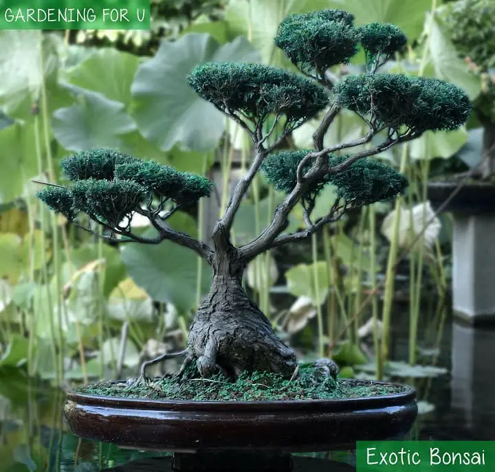 Exotic Bonsai