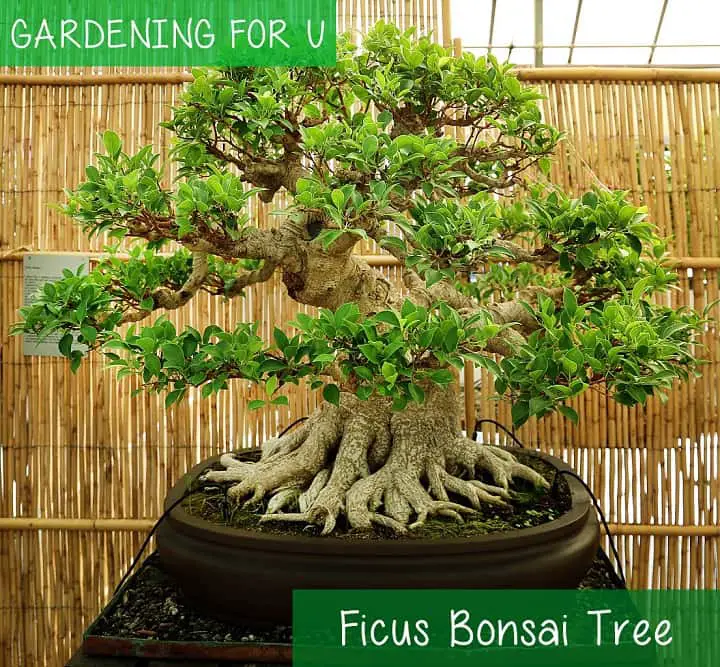 Ficus bonsai Tree