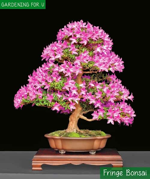 Fringe Bonsai Tree