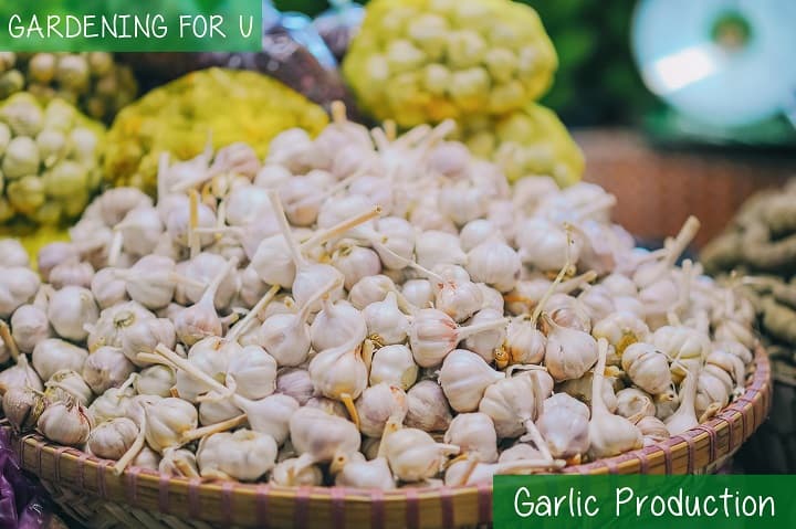 Garlic production