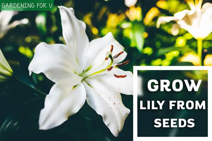 Grow lily from seeds