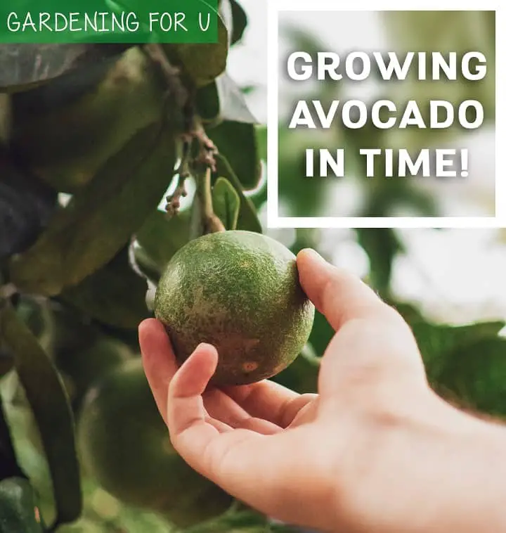 How long does it take for avocado tree to bear fruit