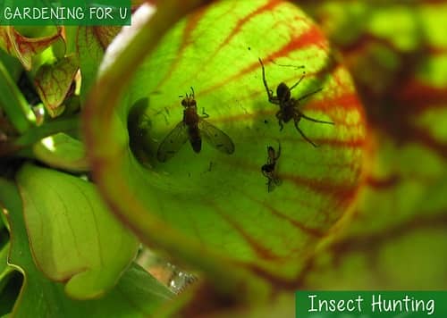 Insect Hunting Pitcher plant