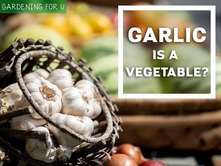 Is Garlic a vegetable?