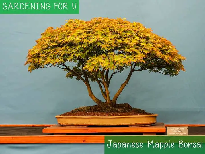 Japanese maple bonsai tree