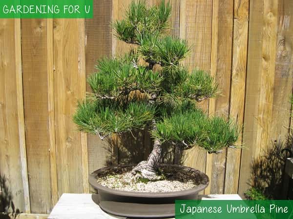 Japanese Umbrella Bonsai Tree