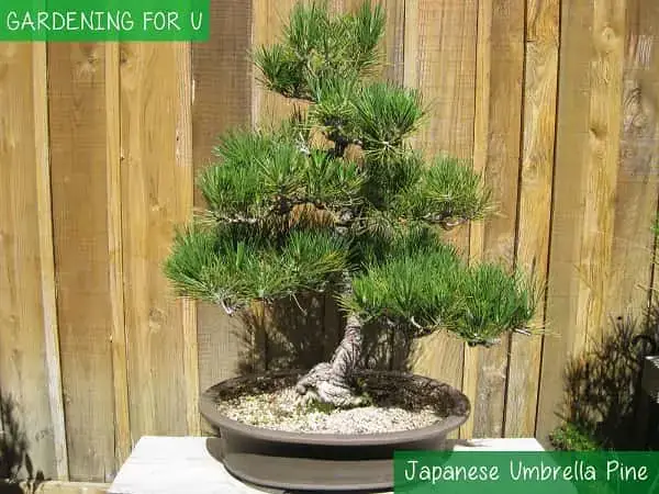 Cây bonsai ô Nhật Bản