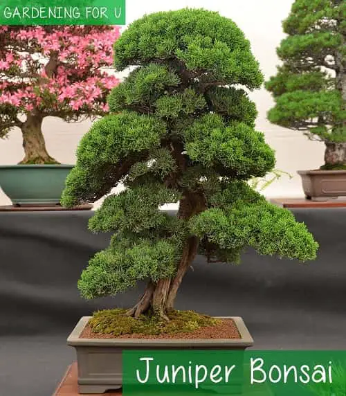 Juniper Bonsai Tree