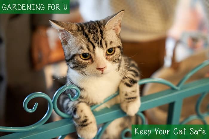 Keep Your Cat Safe