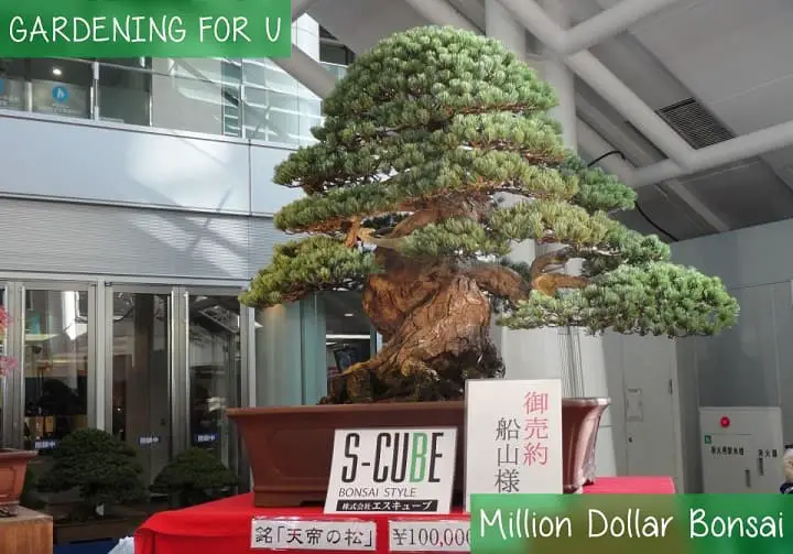 Million Dollar Bonsai