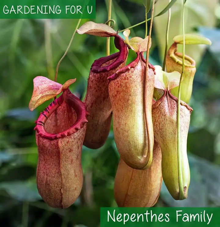 Nepenthes Family
