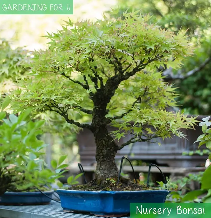 Nursery Bonsai