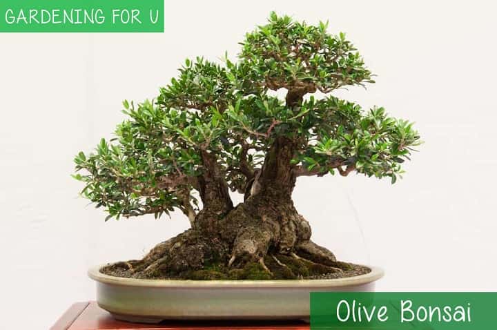 Olive Bonsai Tree