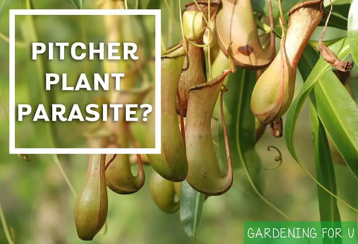 Is Pitcher Plant a Parasite