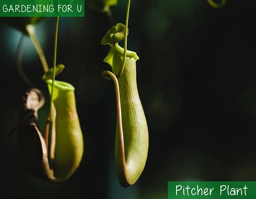 Pitcher Plant