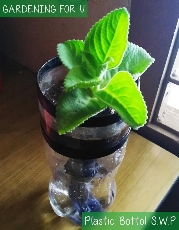 Plastic Bottle Self Watering Pot