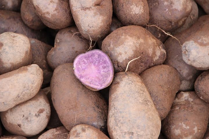 How to Grow Purple Potatoes