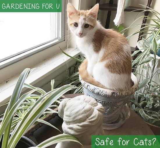 Are Spider Plants safe for Cats