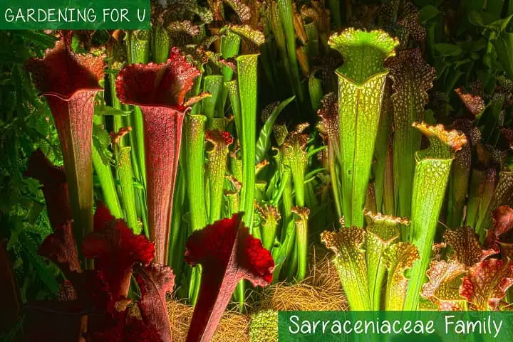 Sarraceniaceae Family