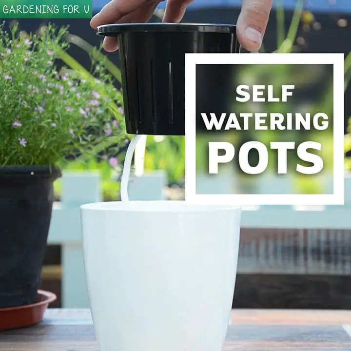 Self Watering Pots