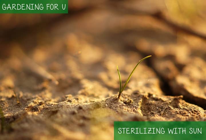 Sterilize Soil with the Sun