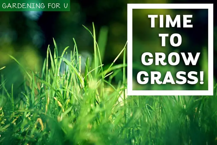 Time to Grow Grass