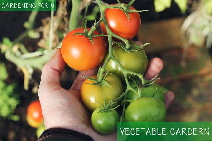 Vegetable Garden