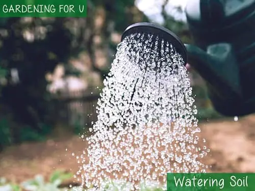 Watering soil