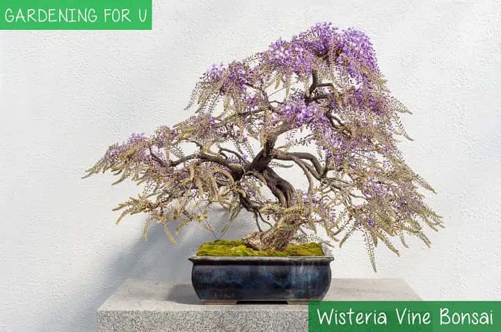 Wisteria Vine Bonsai Tree