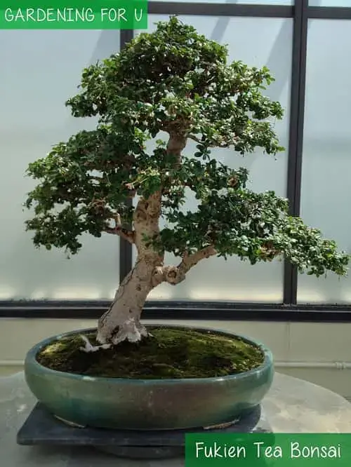 Cây bonsai trà Fukien