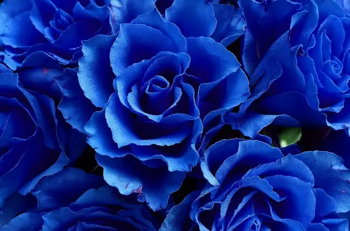 How to start blue rose gardening featured?