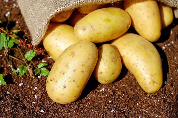 When to harvest potatoes