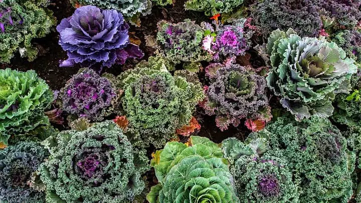 How to Grow Kale in The Accurate Way