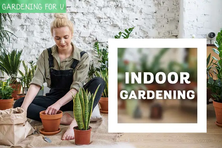 Indoor Gardening